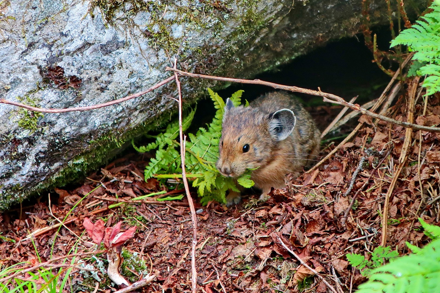 Pika on the Great Glacier Trail in the Glacier National Park